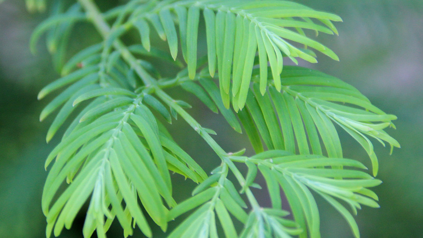 Metasequoia glyptostroboides leaves