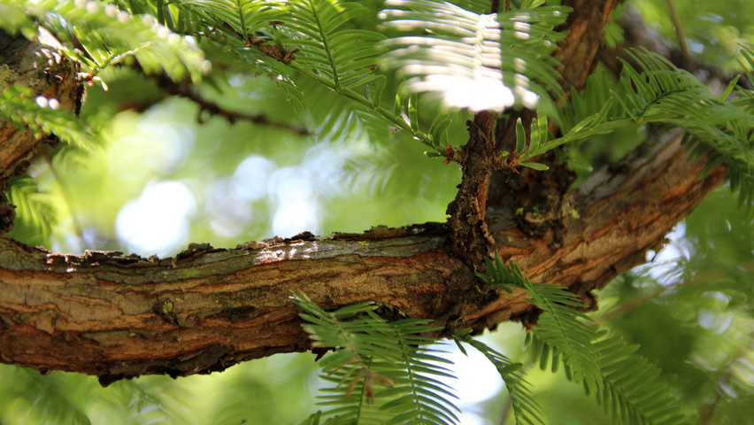 Metasequoia glyptostroboides twigs