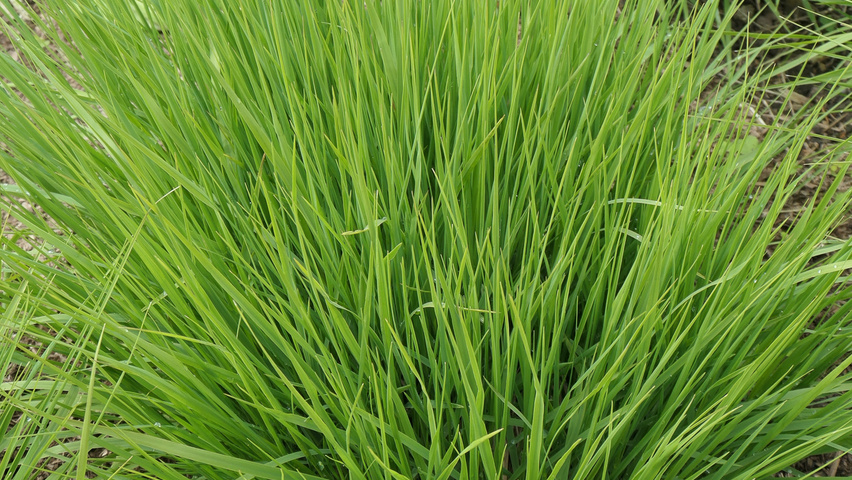 Molinia caerulea 'Heidebraut' leaves