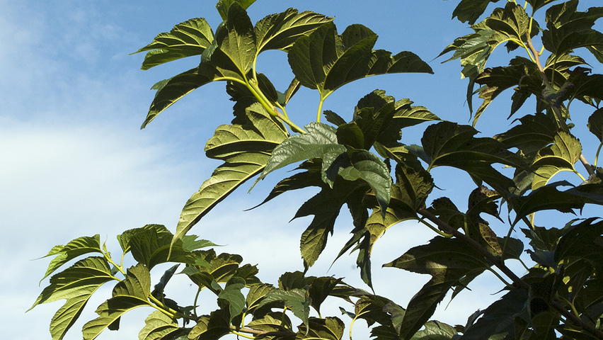 Morus alba 'Fruitless' leaves