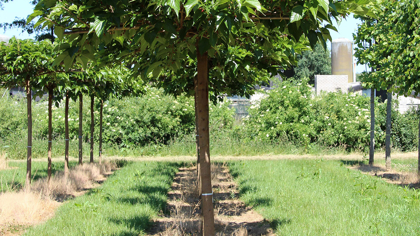 Morus alba 'Fruitless' roof-trained