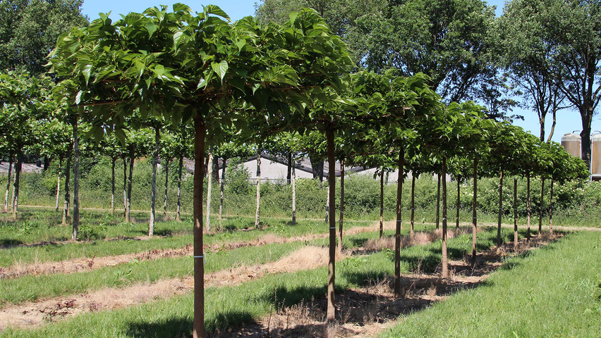 Morus alba 'Fruitless' roof-trained
