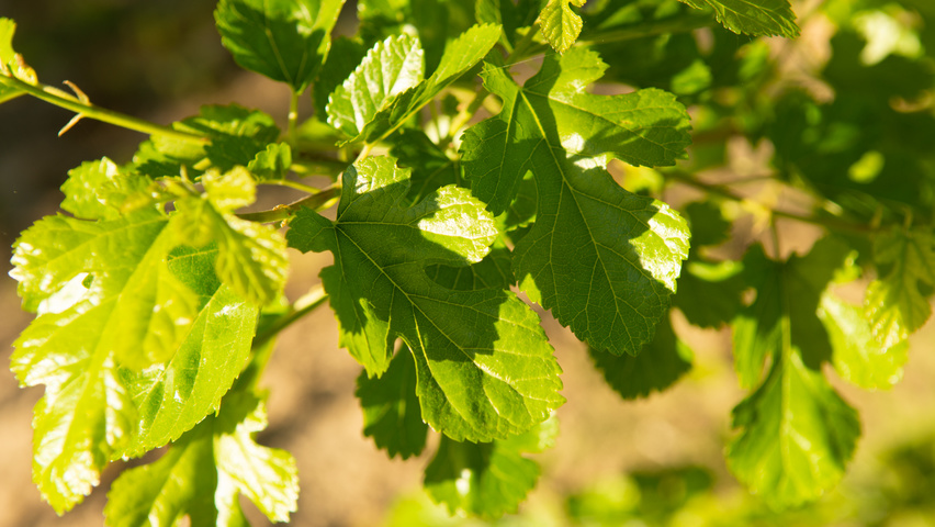 Morus alba blad