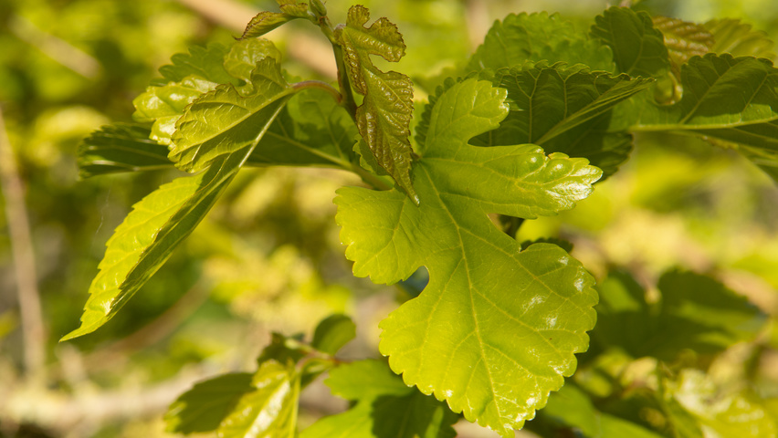 Morus alba blad