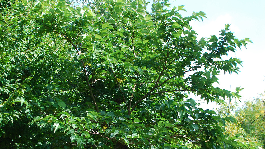 Morus alba 'Macrophylla' standard tree
