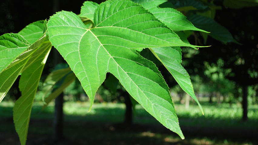 Morus alba 'Macrophylla' leaves
