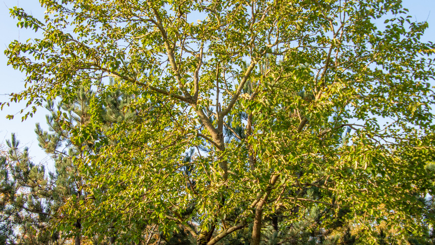 Morus alba meerstammig parasol