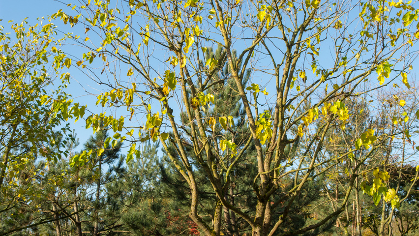 Morus alba meerstammig parasol