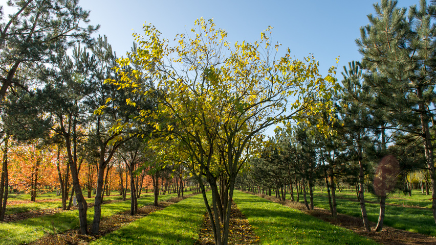 Morus alba meerstammig parasol