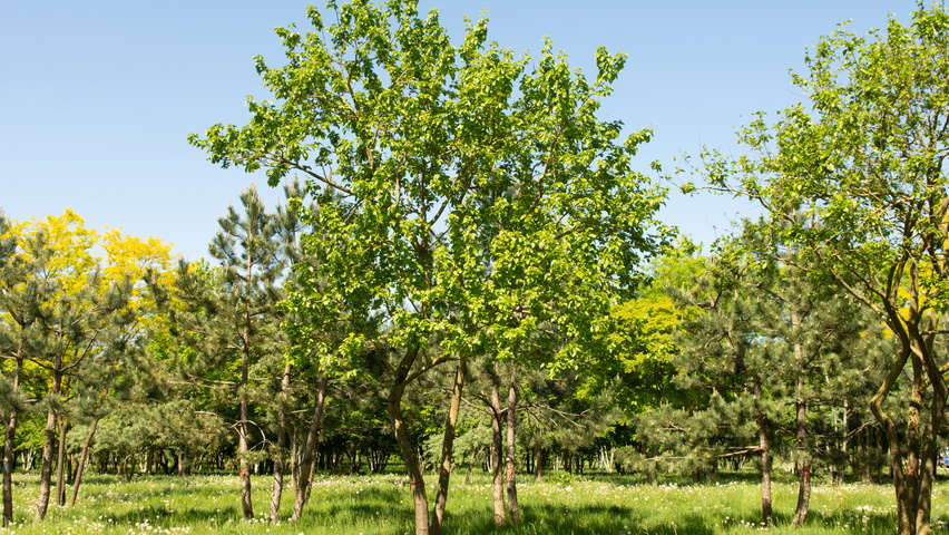 Morus alba meerstammig parasol
