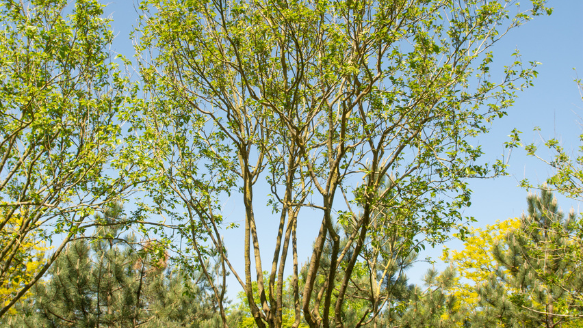 Morus alba meerstammig parasol