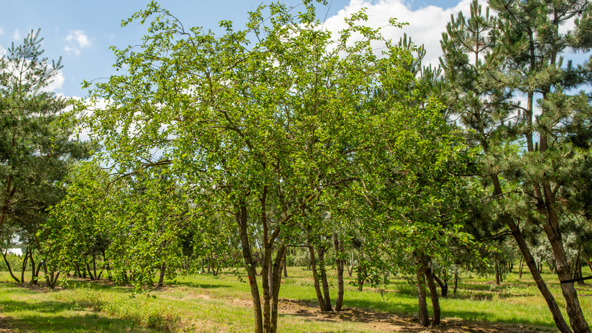 Morus alba meerstammig parasol