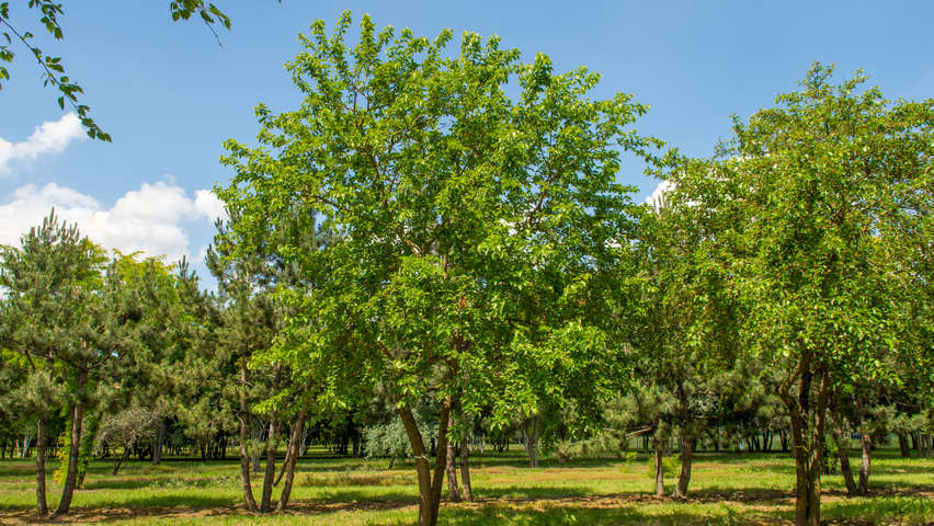 Morus alba meerstammig parasol