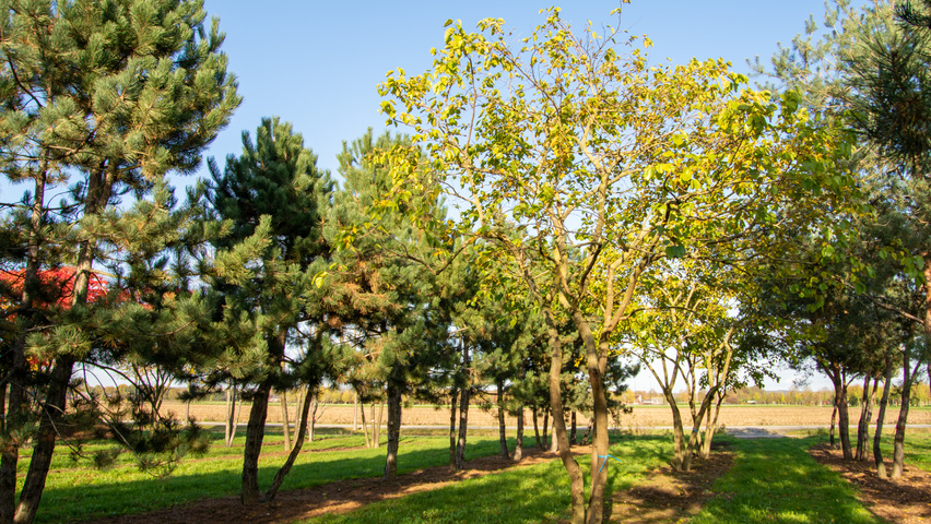 Morus alba meerstammig parasol