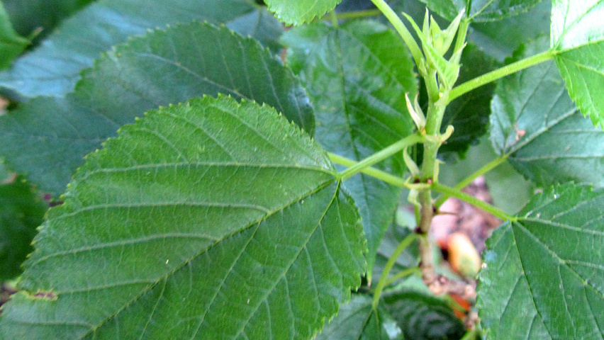 Morus alba 'Nana' листья