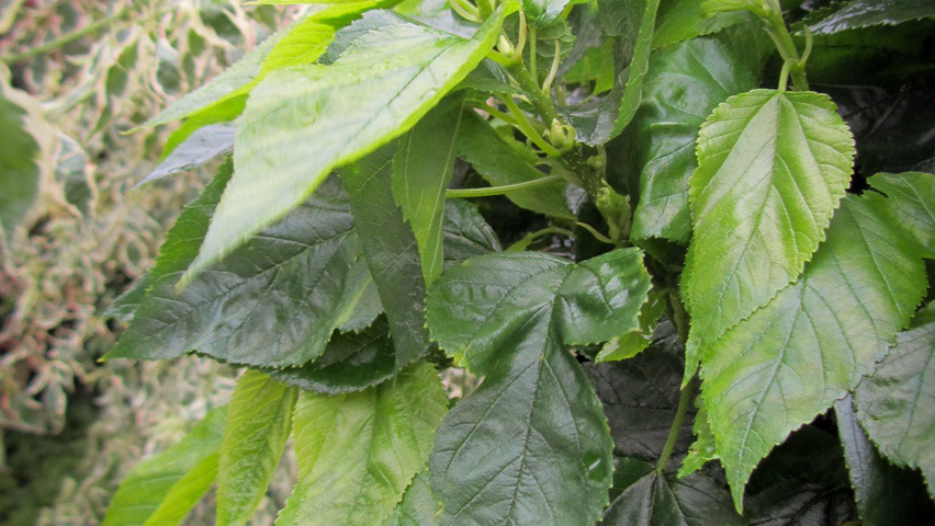 Morus alba 'Nana' листья