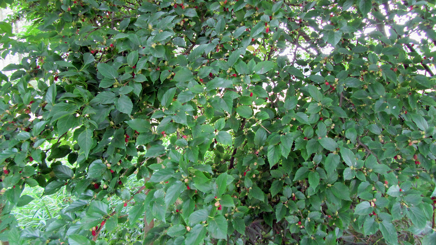 Morus alba 'Nana' листья