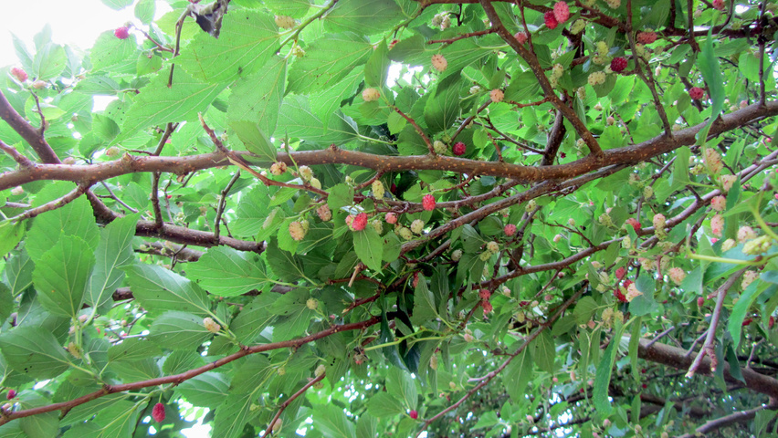 Morus alba 'Nana' ветви