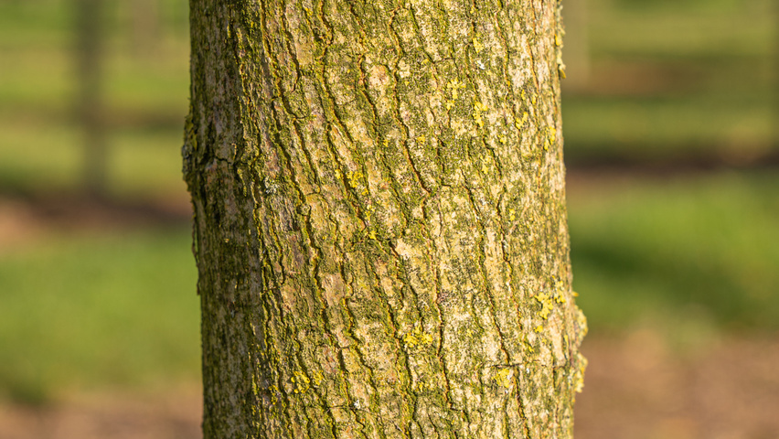 Morus alba 'Pyramidalis' кора