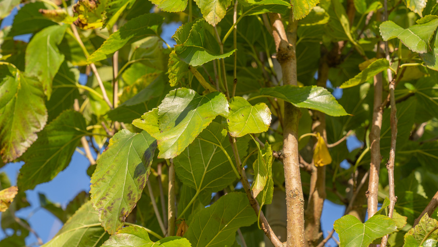 Morus alba 'Pyramidalis' листья