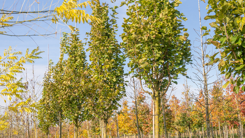 Morus alba 'Pyramidalis' Деревья с высоким стволом (стандарт)