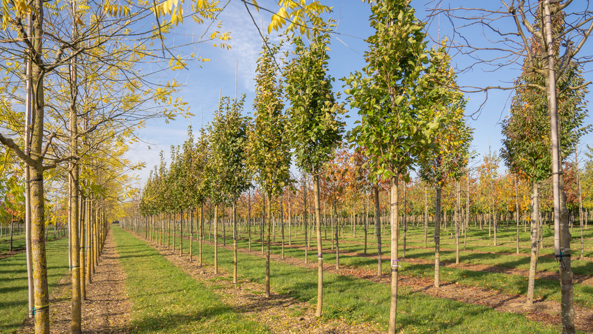 Morus alba 'Pyramidalis' Деревья с высоким стволом (стандарт)