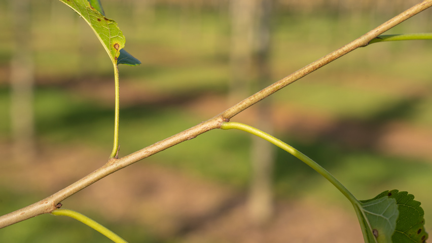 Morus alba 'Pyramidalis' ветви