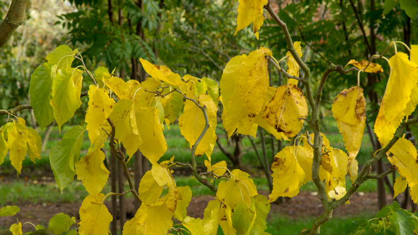 Morus alba 'Tortuosa' autumn leaves