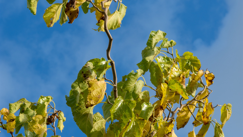 Morus alba 'Tortuosa' autumn leaves