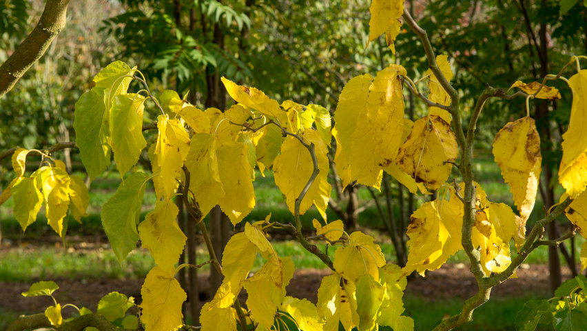 Morus alba 'Tortuosa' autumn leaves