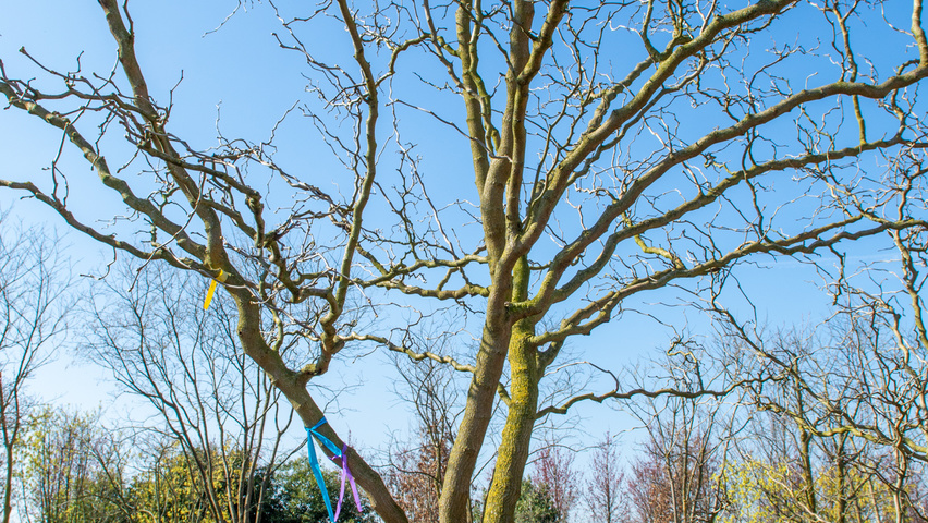Morus alba 'Tortuosa' bark