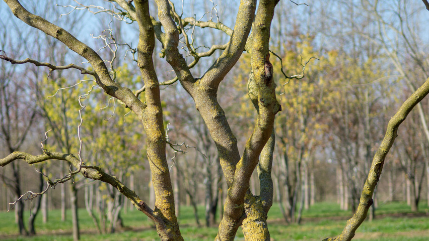 Morus alba 'Tortuosa' bark