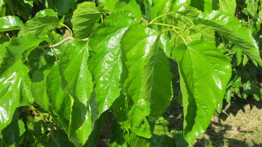 Morus alba 'Tortuosa' leaves