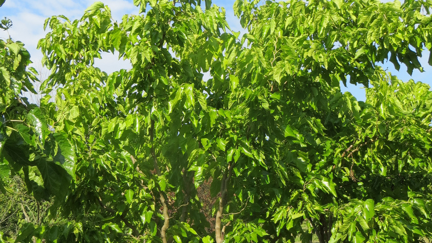 Morus alba 'Tortuosa' multi-stem