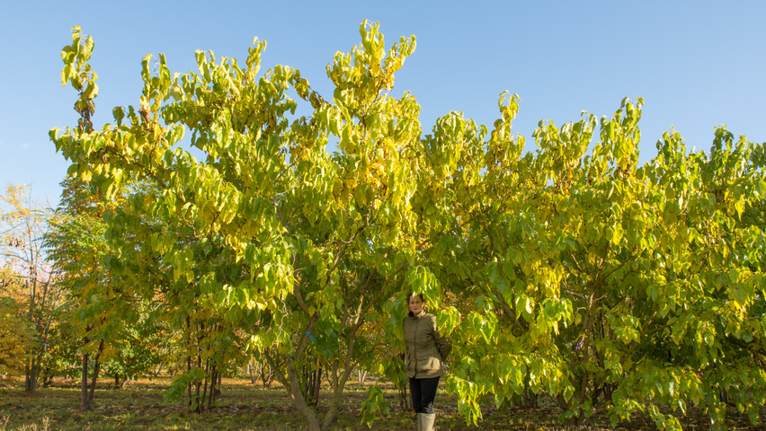 Morus alba 'Tortuosa' multi-stem umbrella