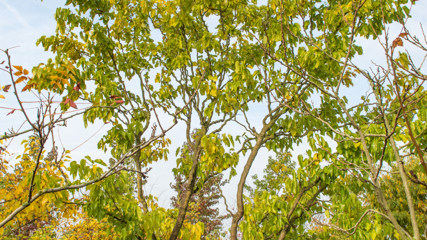Morus alba 'Tortuosa' multi-stem umbrella
