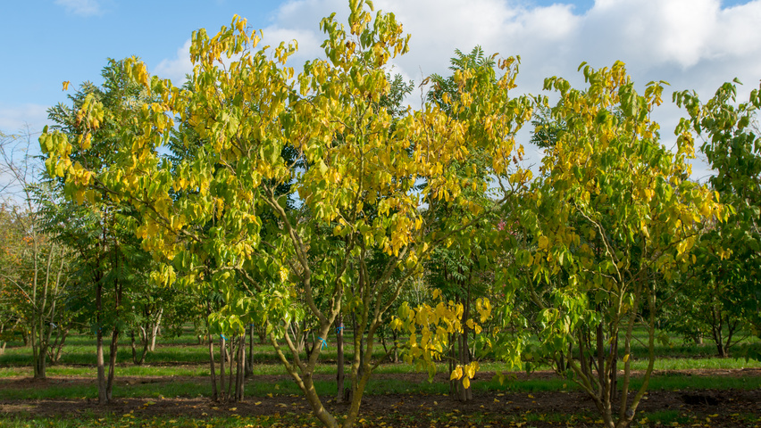 Morus alba 'Tortuosa' multi-stem umbrella