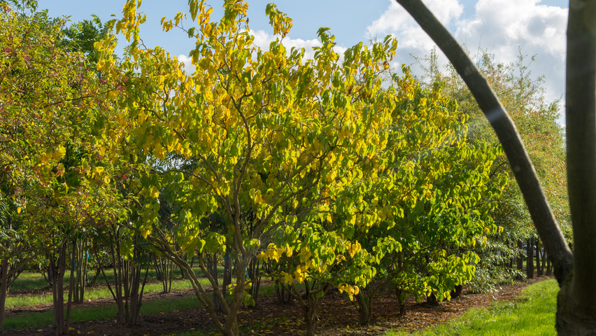 Morus alba 'Tortuosa' multi-stem umbrella