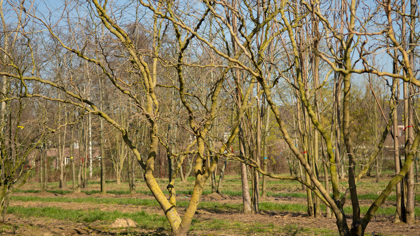 Morus alba 'Tortuosa' multi-stem umbrella