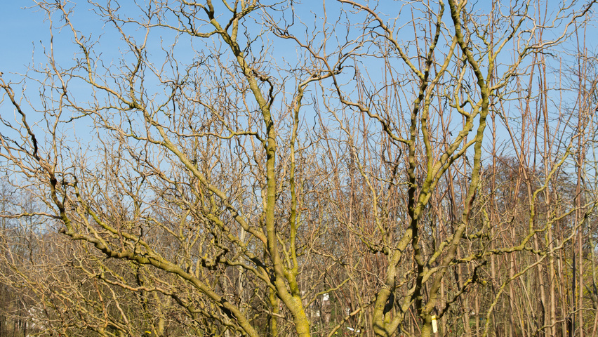 Morus alba 'Tortuosa' multi-stem umbrella