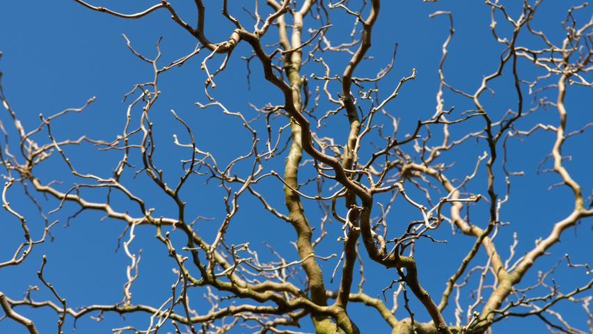 Morus alba 'Tortuosa' twigs