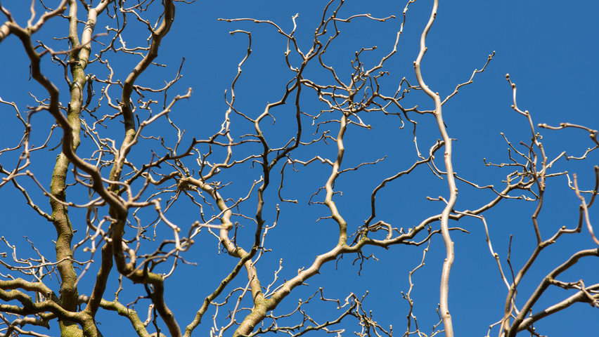 Morus alba 'Tortuosa' twigs