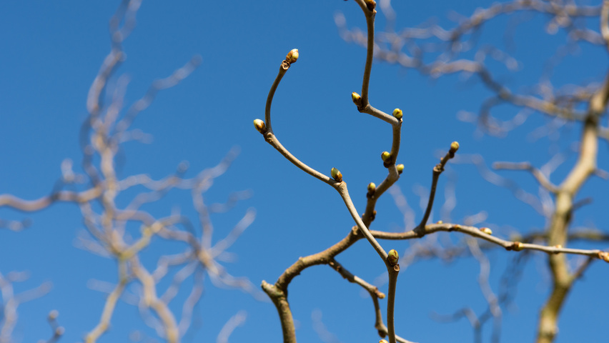 Morus alba 'Tortuosa' twigs