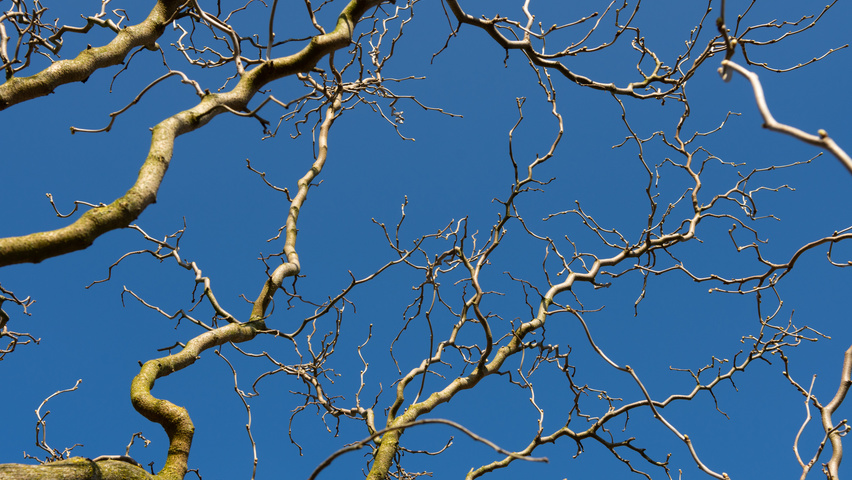 Morus alba 'Tortuosa' twigs