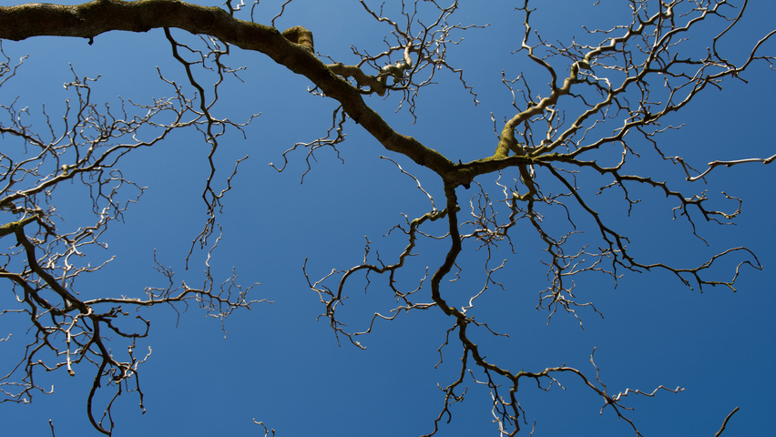 Morus alba 'Tortuosa' twigs