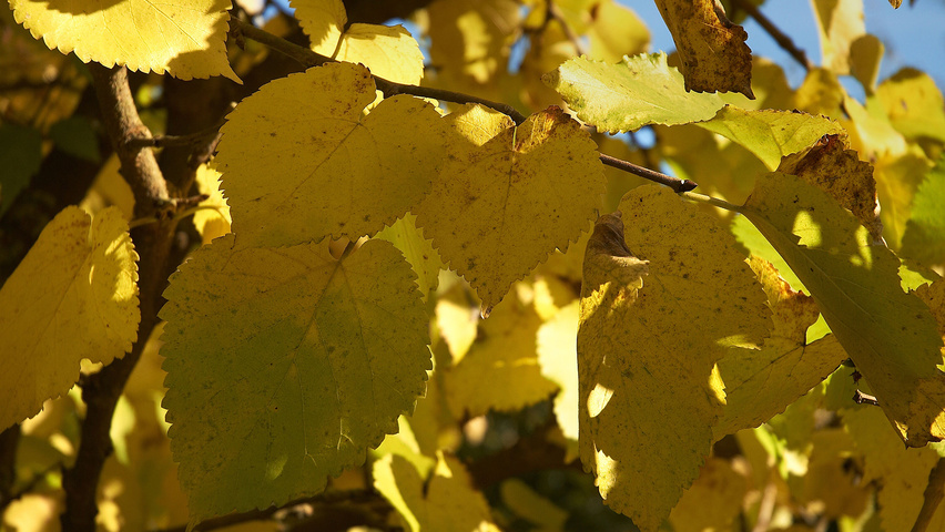 Morus nigra herfstblad