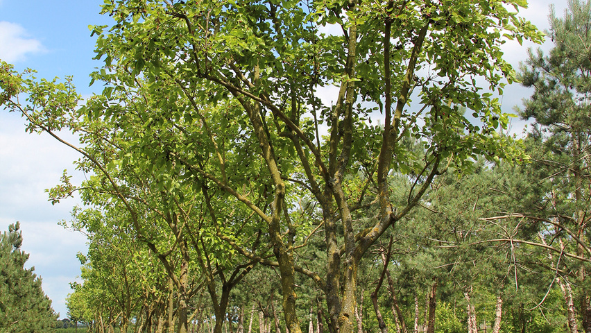 Morus nigra meerstammig