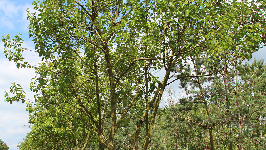 Morus nigra meerstammig