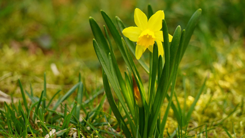 Narcissus 'February Gold' bloem