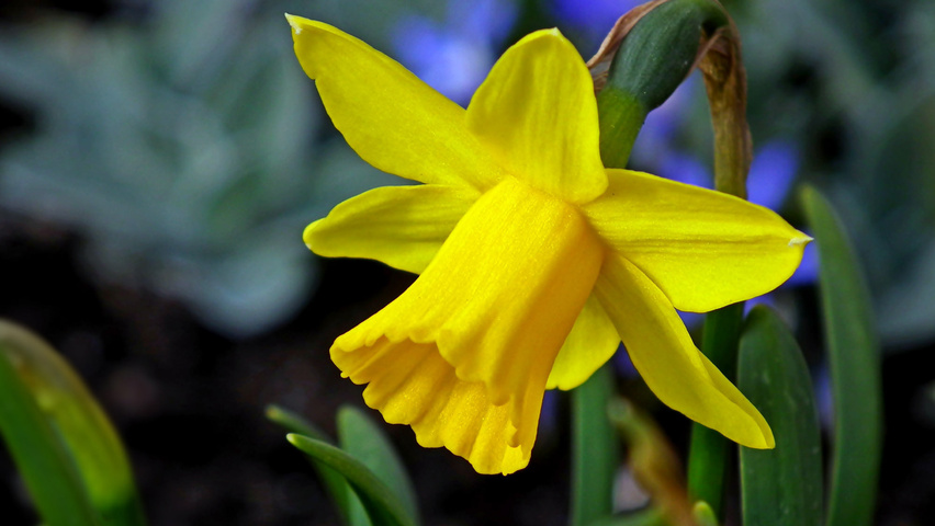 Narcissus 'February Gold' bloem
